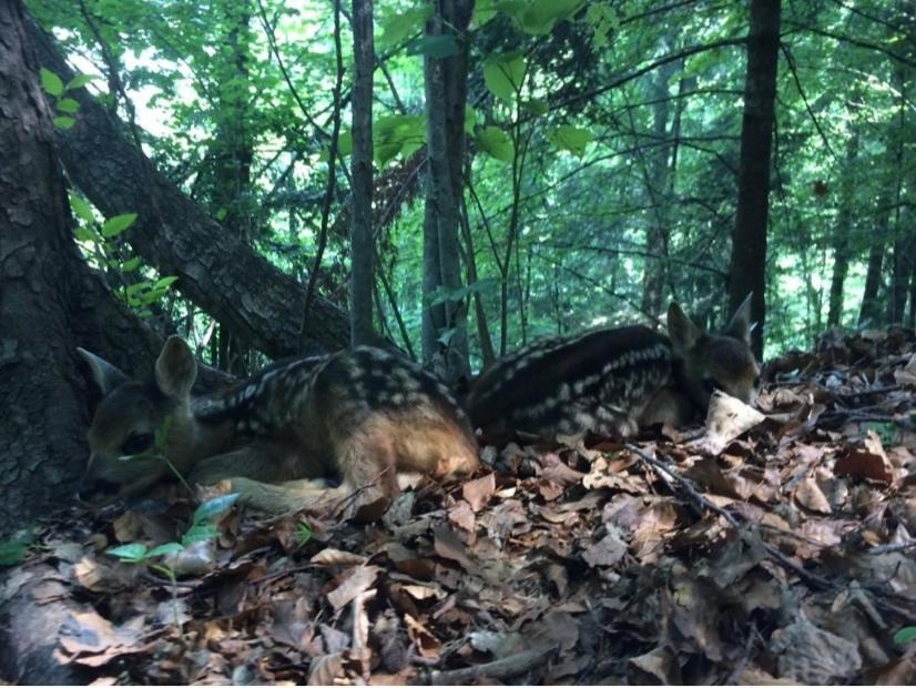 La Mansarda Di Casa Vacanze La Vite Bordogna Exteriér fotografie